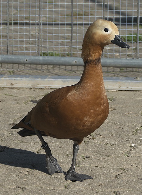 鉴案例